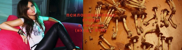 шишки Новозыбков